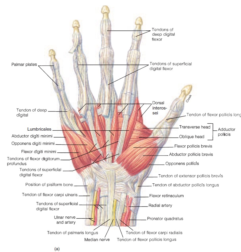 Anatomy-of-hand