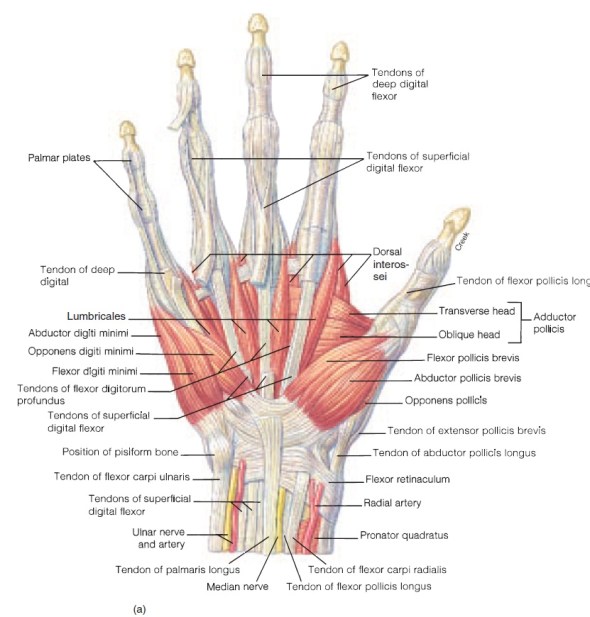 Anatomy-of-hand